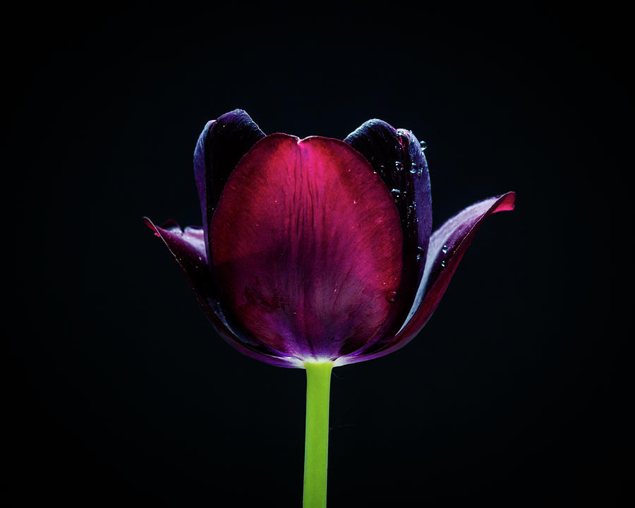 Still Life Photograph - Tulip 9 by Robert Alsop