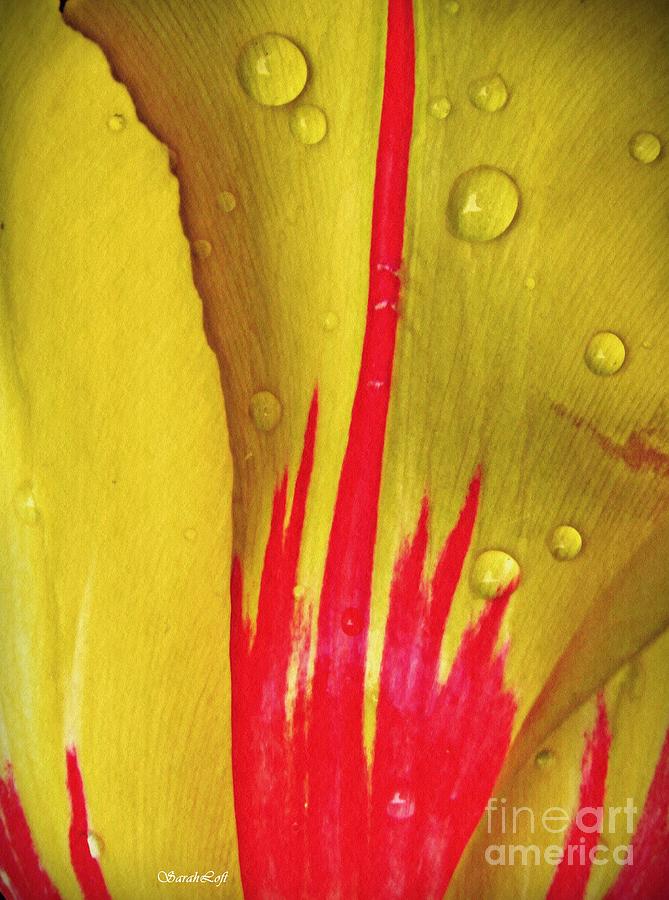 Tulip Photograph - Tulip Abstract 3 by Sarah Loft
