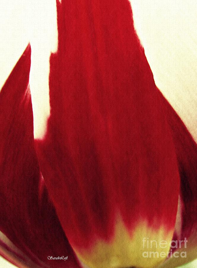 Tulip Abstract 4 Photograph by Sarah Loft