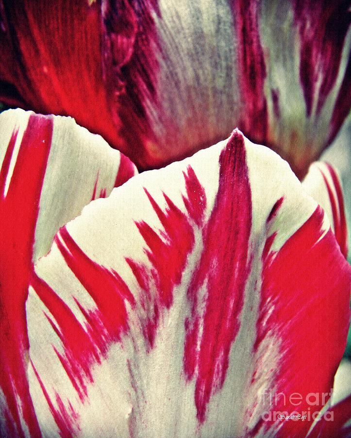 Tulip Abstract 5 Photograph by Sarah Loft