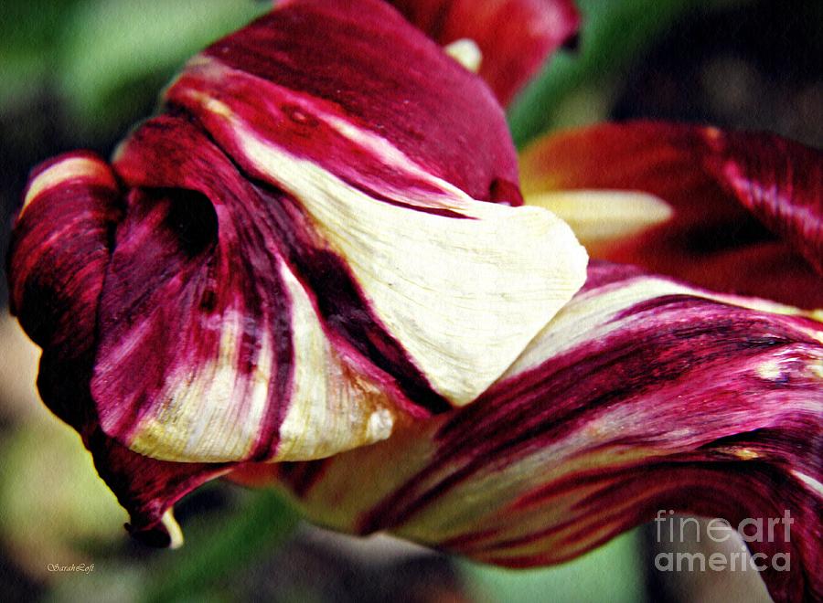 Tulip Photograph - Tulip Abstract 7 by Sarah Loft