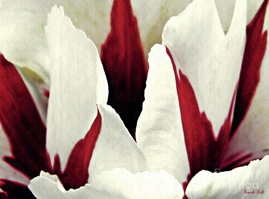 Tulip Photograph - Tulip Abstract 9 by Sarah Loft