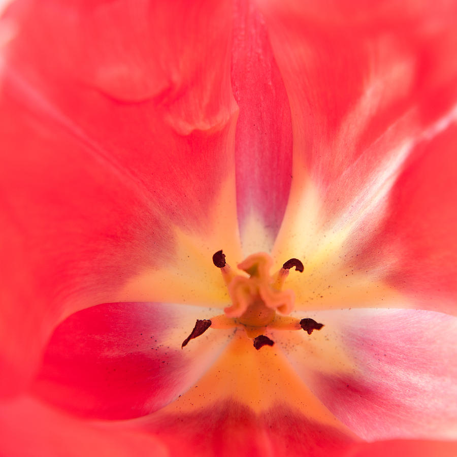 Tulip Abstract Photograph by Helen Jackson