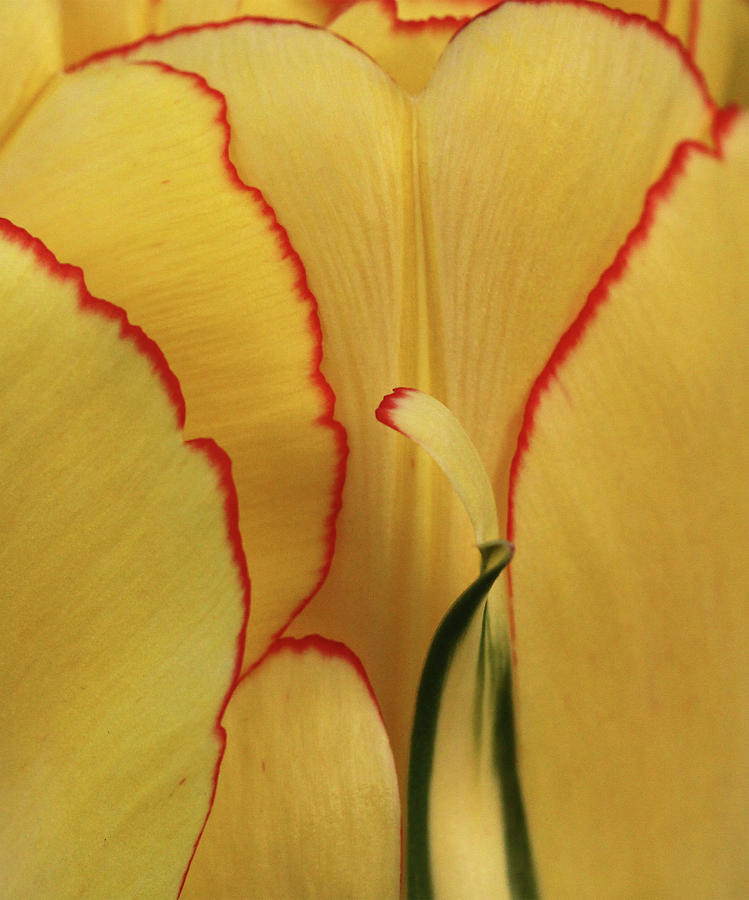 Tulip Abstract Photograph by Inge Riis McDonald