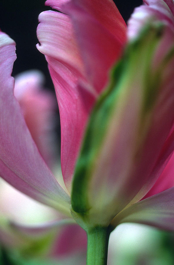 Tulip Abstract Photograph