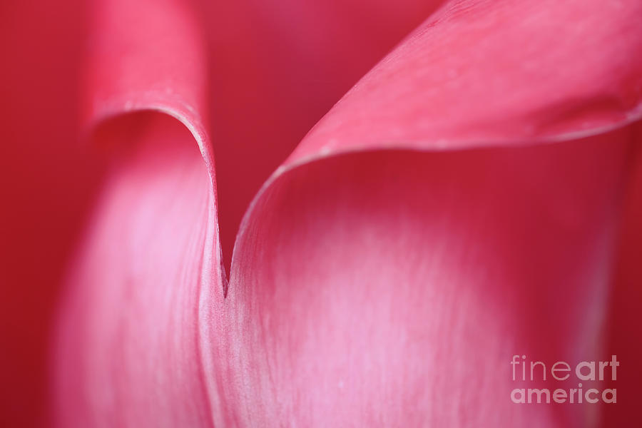 Tulip - abstract Photograph by Masako Metz