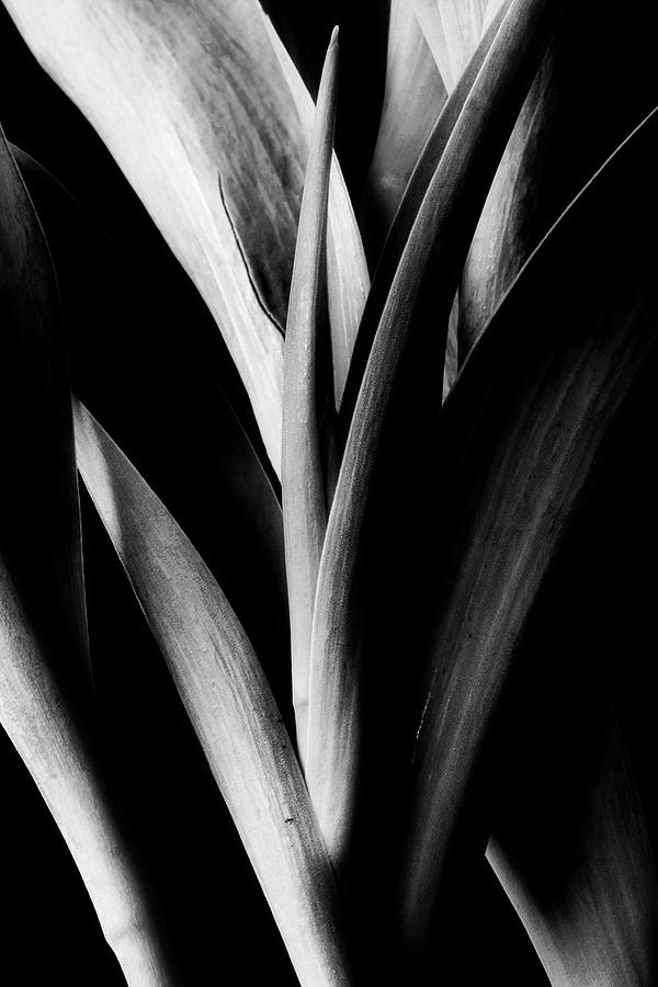 Tulip Abstract Photograph by Mike Eingle