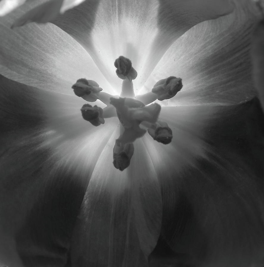 Tulip Abstract Monochrome Photograph by Jeff Townsend