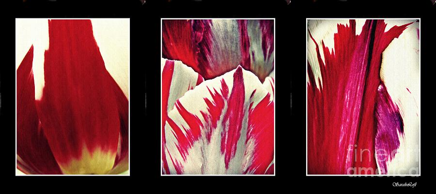 Tulip Photograph - Tulip Abstract Triptych 2 by Sarah Loft