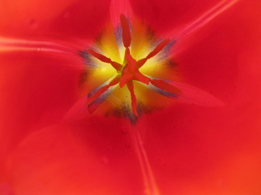Tulip Aflame Photograph by Sarah Hornsby