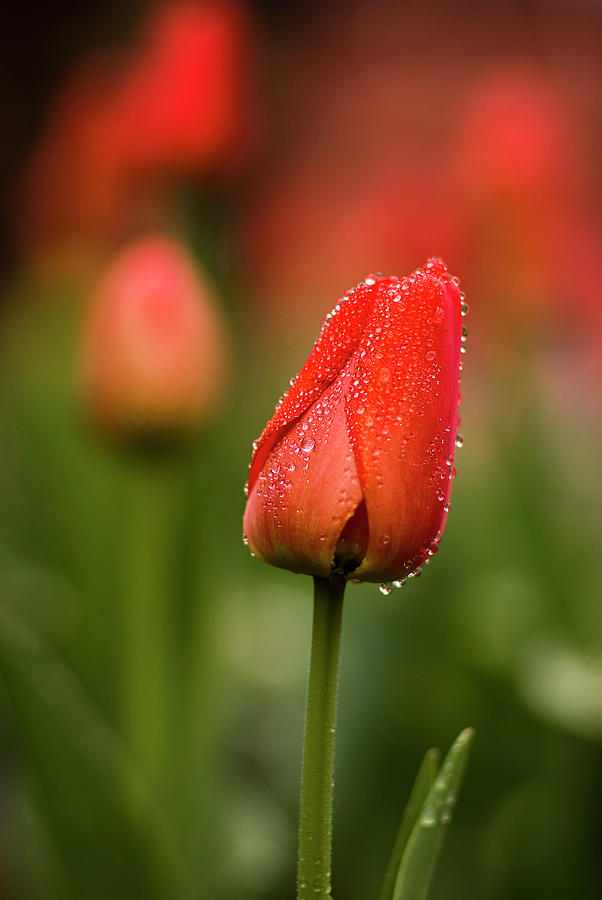 Tulip After the Rain Photograph by Alan Bland