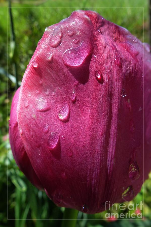 Flower Photograph - Tulip after the Rain by Jean Bernard Roussilhe