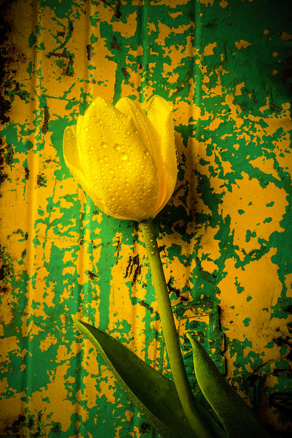 Tulip Against Yellow Green Background Photograph by Garry Gay