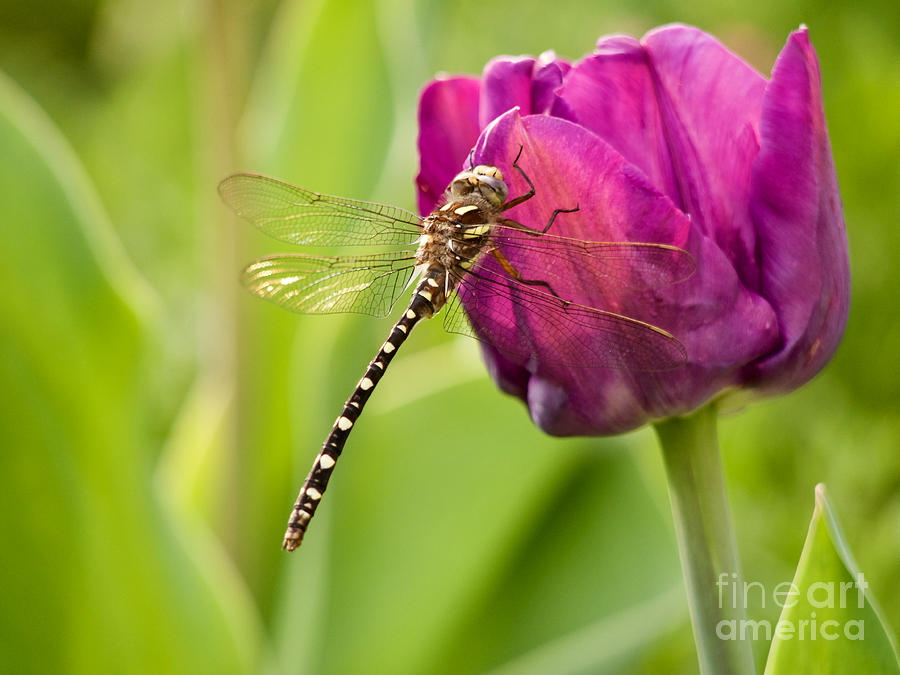 Tulip and a Dragonfly Photograph by Rachel Morrison
