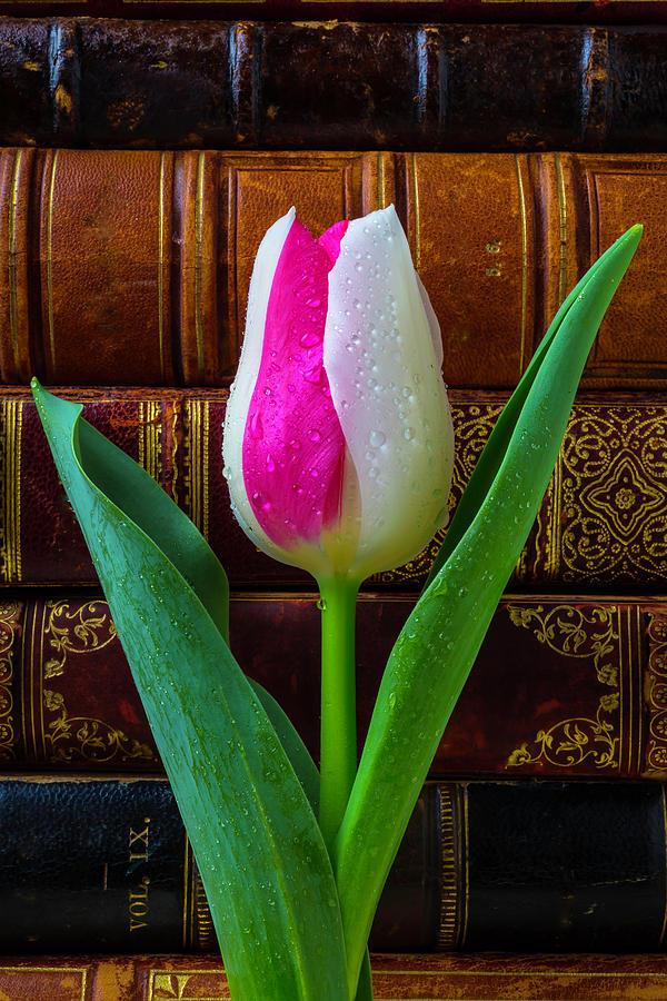 Tulip And Antique Books Photograph by Garry Gay