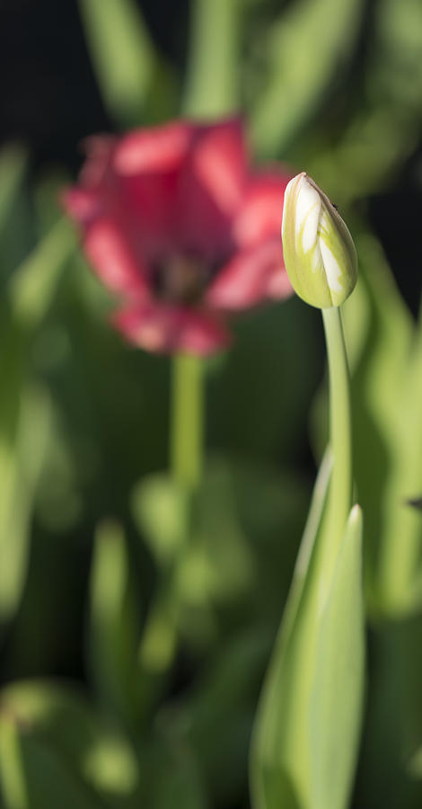 Tulip and Bulb Photograph by Tracy Winter