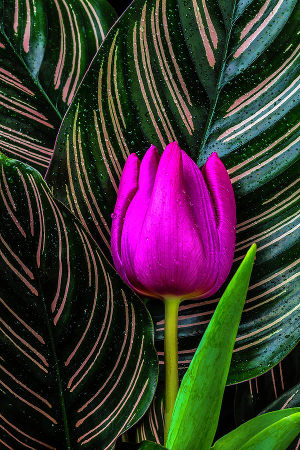 Tulip And Calatheas Leaves Photograph by Garry Gay