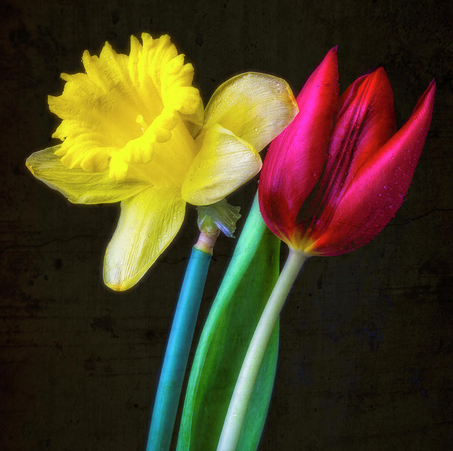 Tulip And Daffodil Together Photograph by Garry Gay