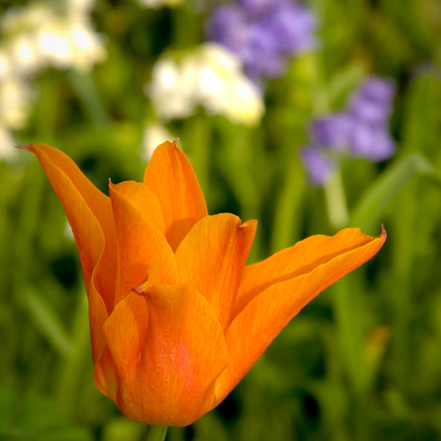 Flower Photograph - Tulip and Friends SQ by Andy Smy