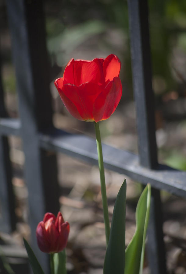 Tulip and Garden Fence Photograph by Morris McClung
