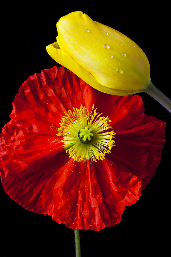 Flower Photograph - Tulip and Iceland Poppy by Garry Gay