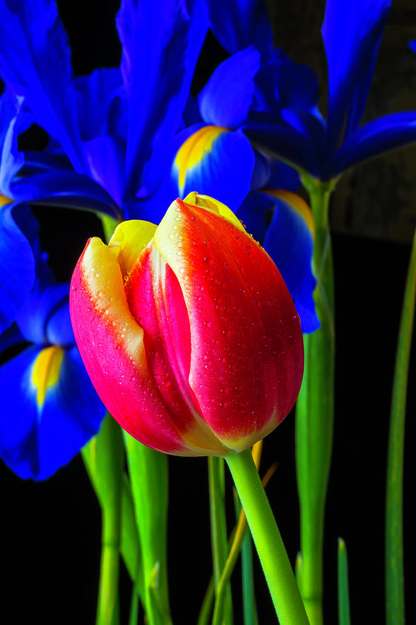 Tulip And Iris Photograph by Garry Gay