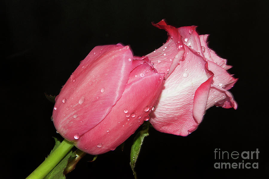 Tulip And Rose Photograph by Elvira Ladocki - Fine Art America