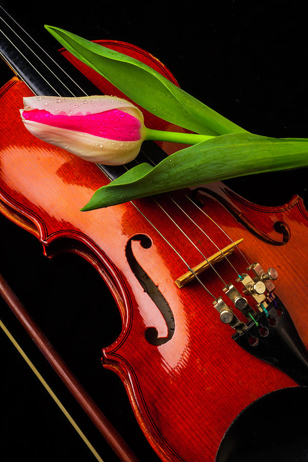 Violin Photograph - Tulip And Violin by Garry Gay