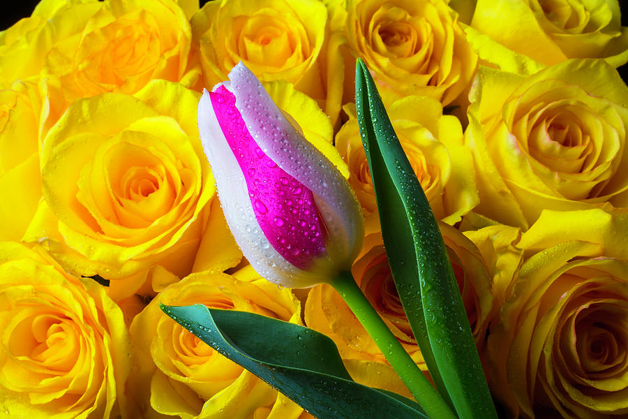 Tulip And Yellow Roses Photograph by Garry Gay