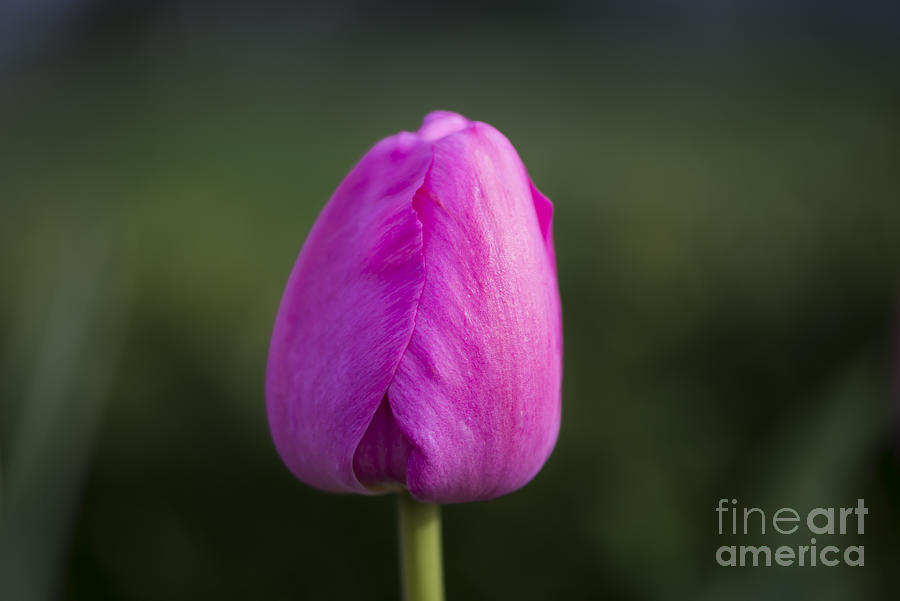 Tulip Photograph by Andrea Silies