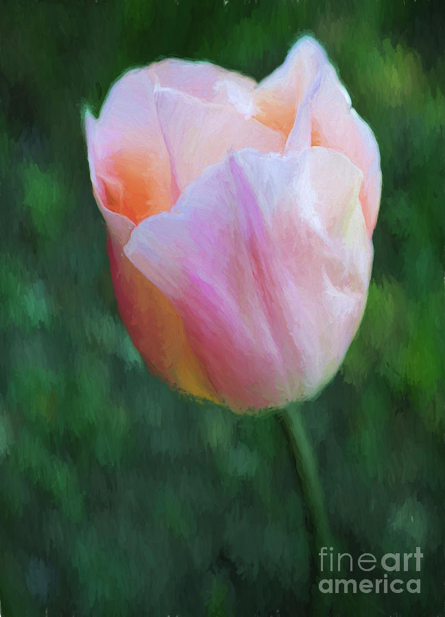Tulip Apricot Beauty Digital Art by Liz Leyden
