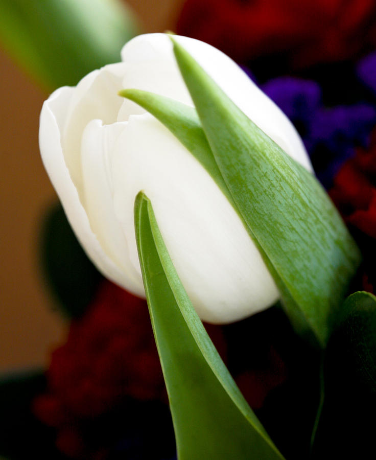 Tulip Arrangement 4 Photograph by Marilyn Hunt