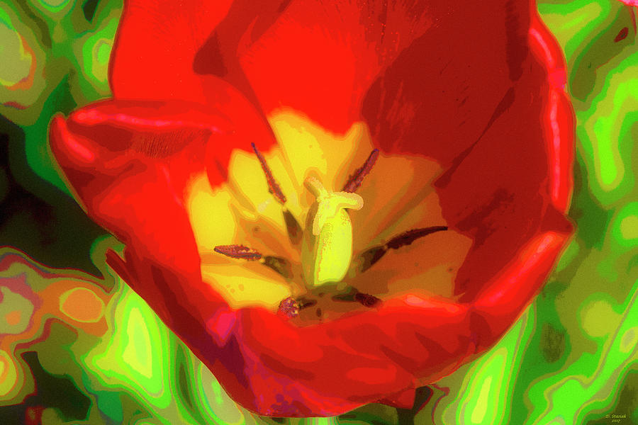Tulip Art Digital Art by David Stasiak