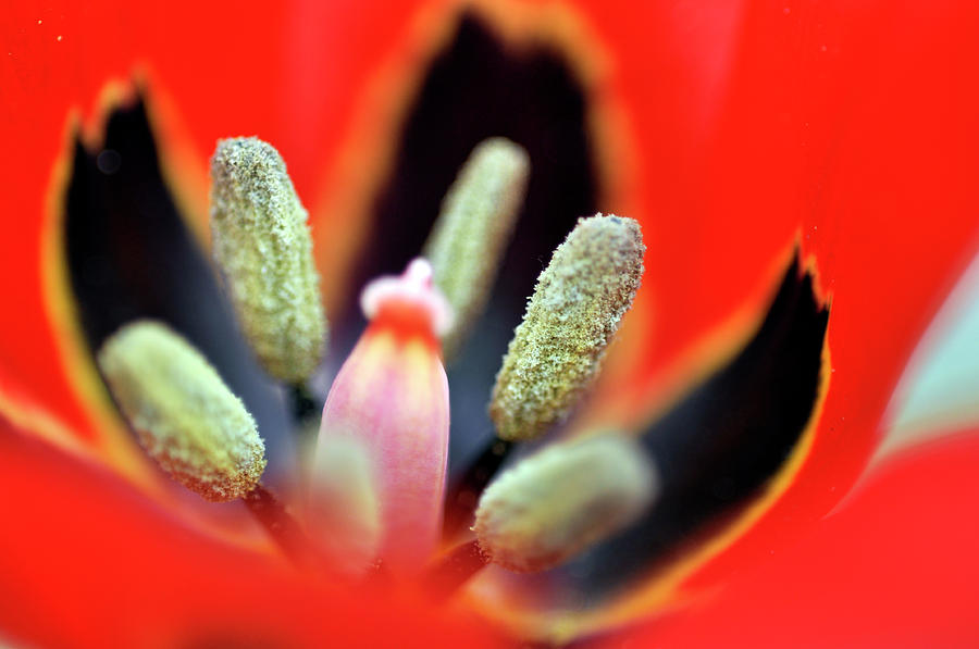 Abstract Photograph - Tulip at Amatzia Forest - 5 by Dubi Roman
