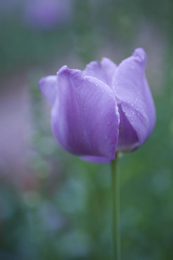 Tulip at Twilight Photograph by Rachel Morrison