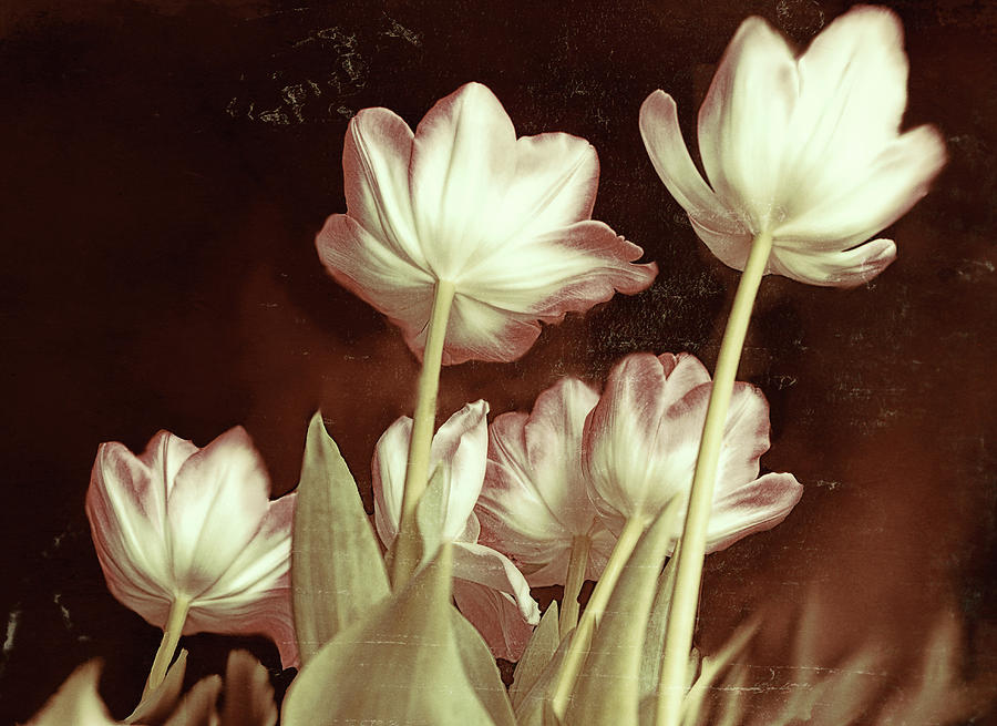 Tulip Backsides Digital Art by Bonnie Willis
