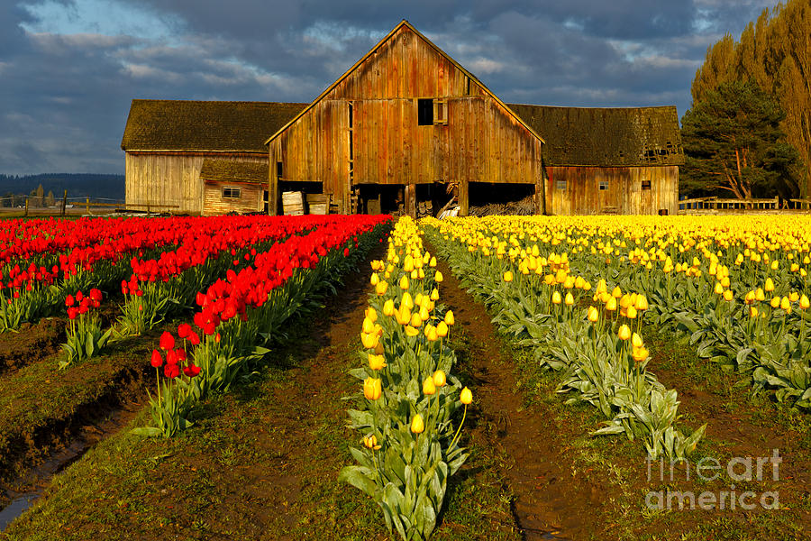 Tulip Barn - Morning Light Photograph by Beve Brown-Clark Photography
