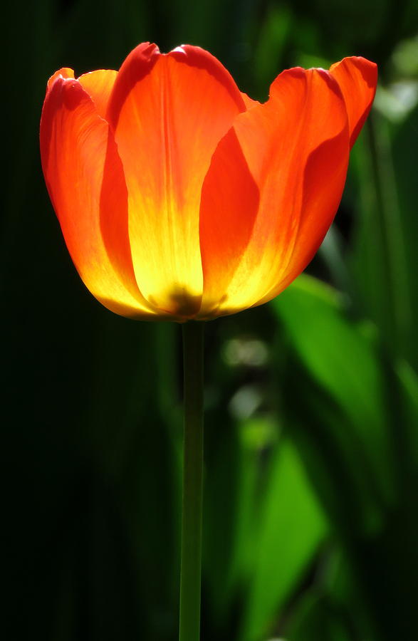 Tulip Beacon Photograph by John Topman