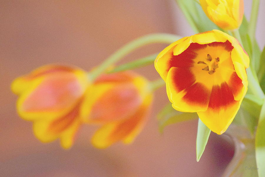 Tulip Beauty Photograph by Deborah  Crew-Johnson