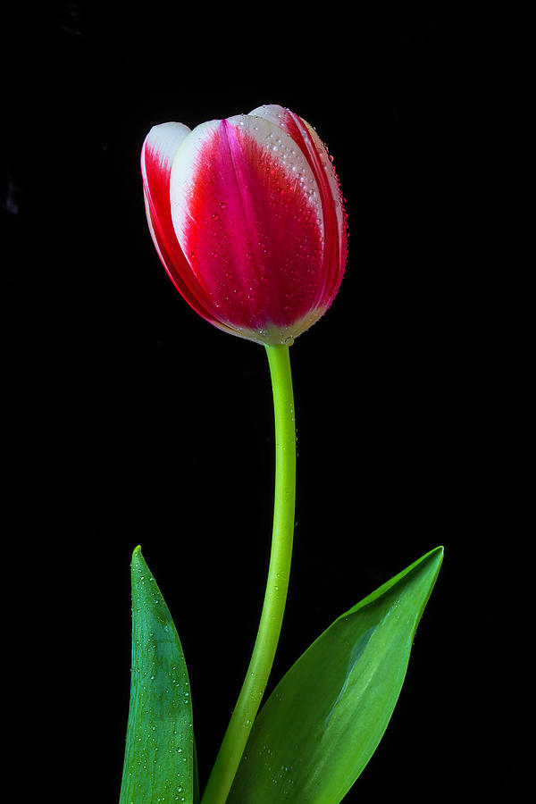 Tulip Beauty Photograph by Garry Gay