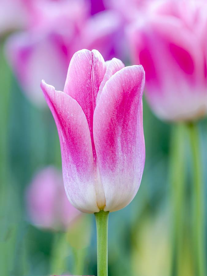 Tulip Beauty Photograph by Teri Virbickis