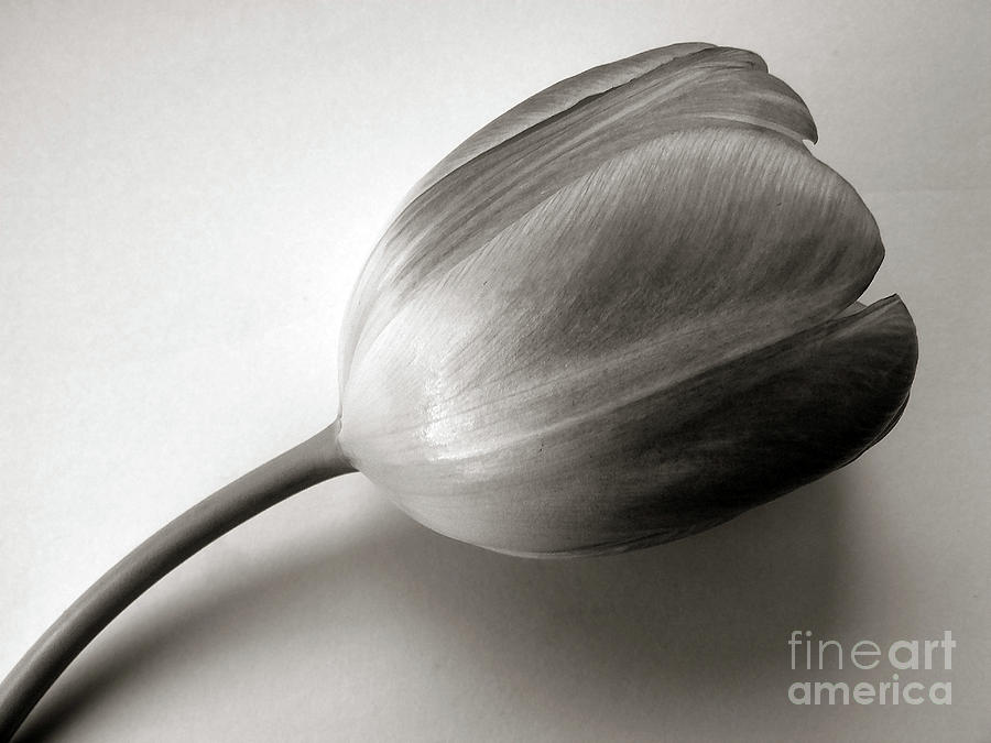 Tulip Black And White Photograph by Nina Ficur Feenan