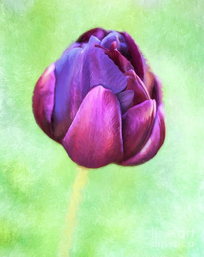 Tulip Black Hero Digital Art by Liz Leyden