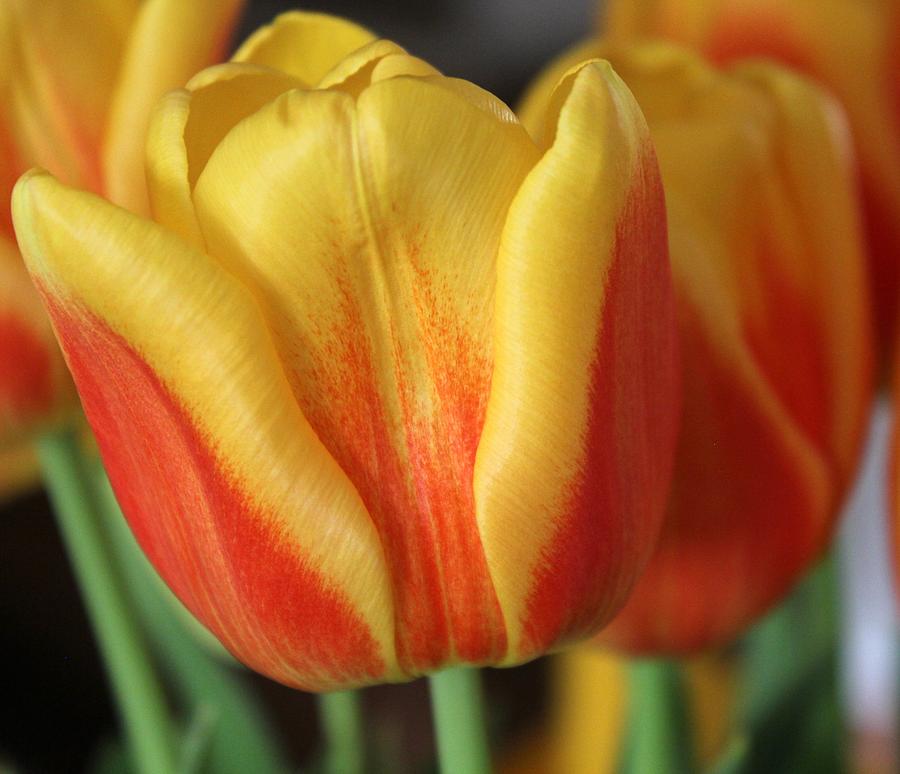 Tulip Photograph - Tulip Bloom by Classically Printed