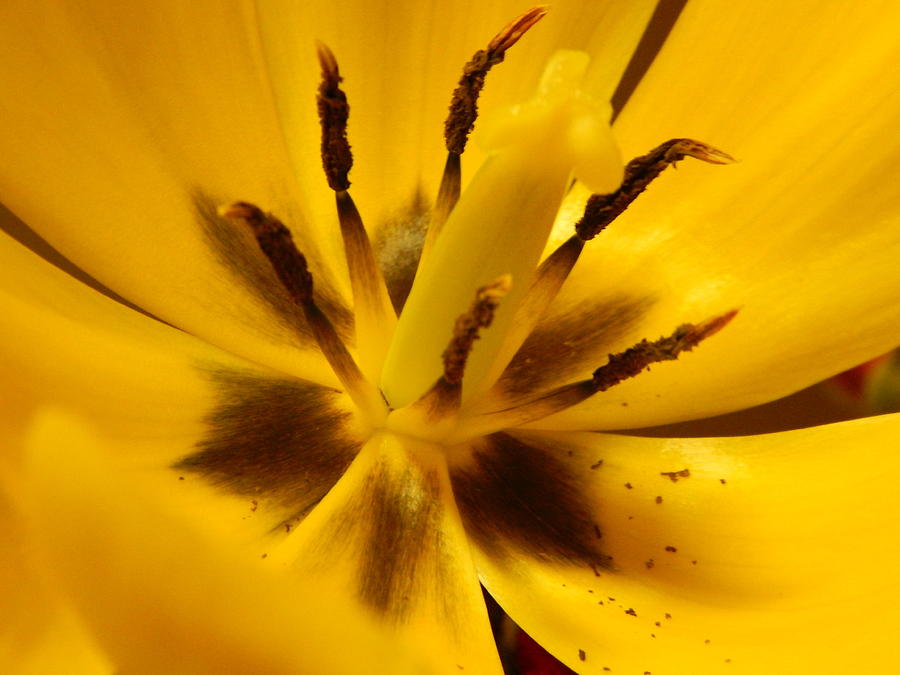 Yellow Tulip Bloom In New Orleans Photograph