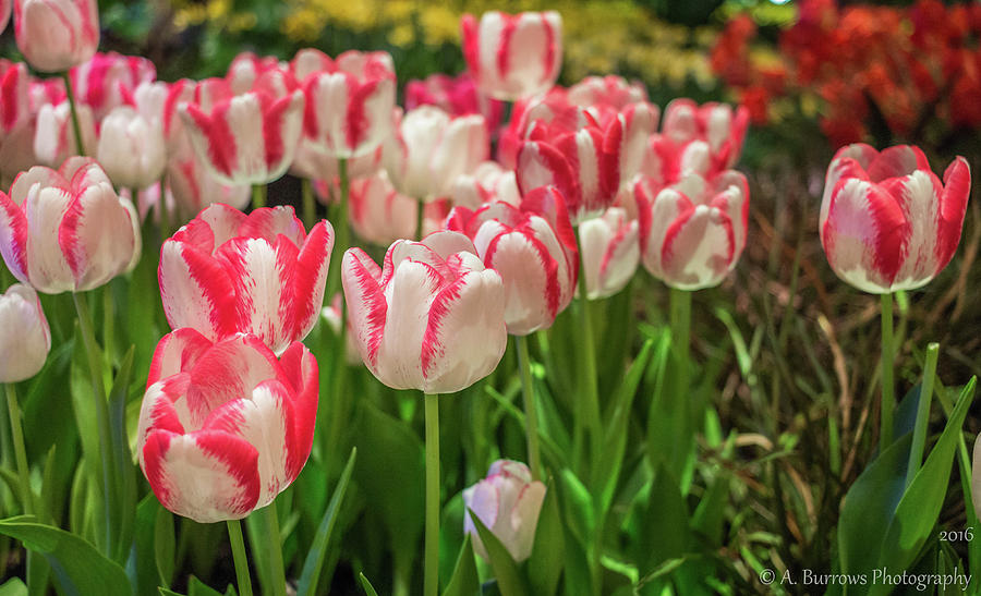 Tulip Blooms Photograph by Aaron Burrows