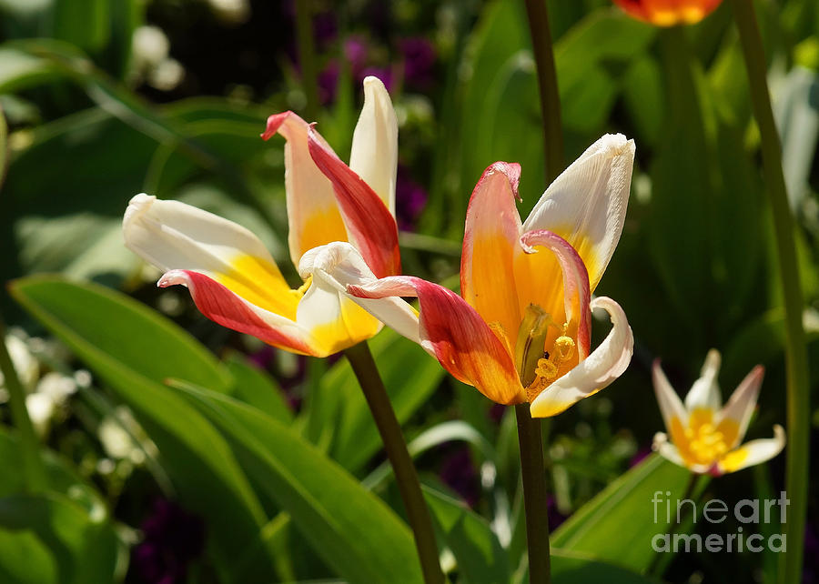 Tulip Blossoms Photograph by Rudi Prott