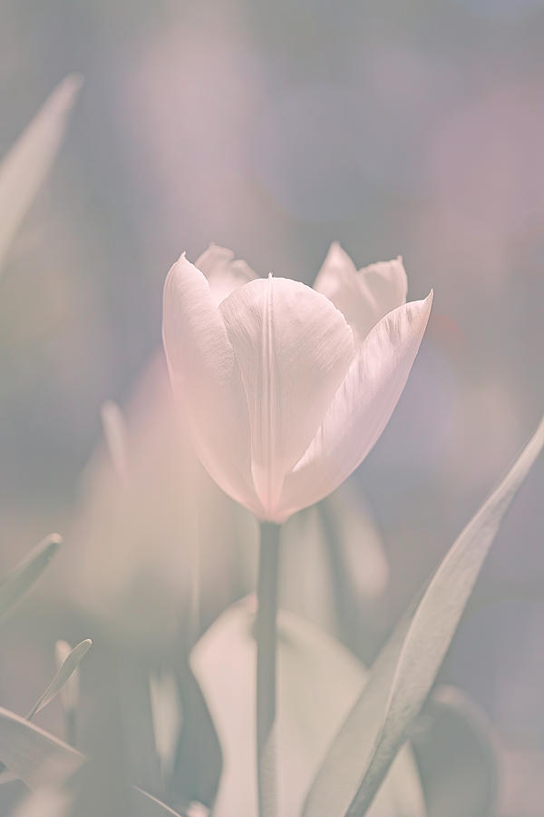 Tulip Photograph by Bob Orsillo