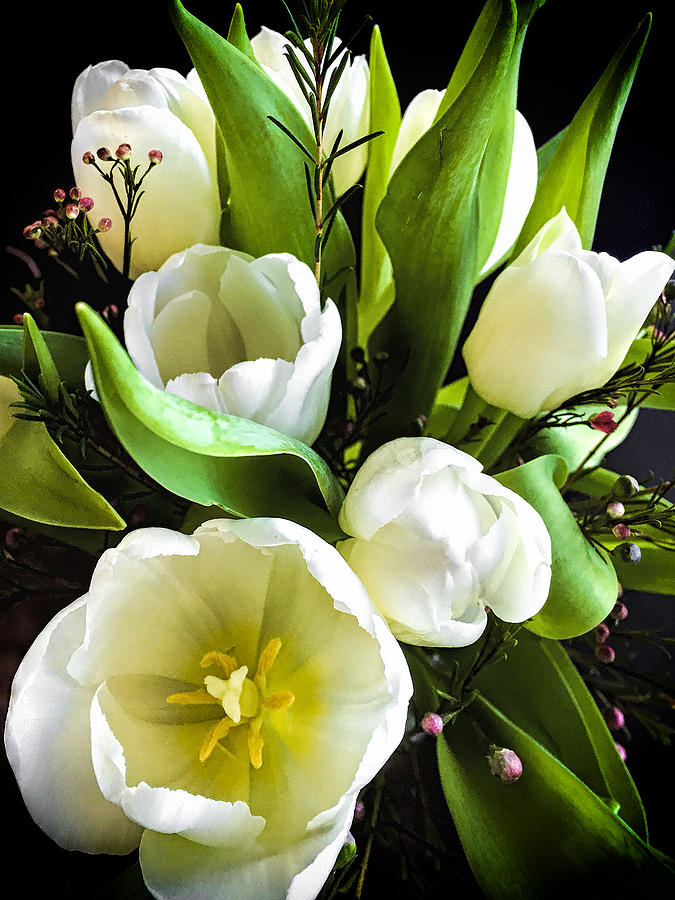 Tulip Bouquet Photograph by Andrew Soundarajan