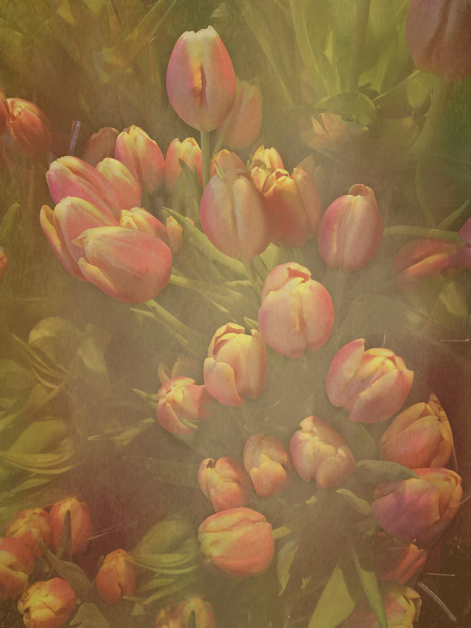 Tulip Bouquet Photograph by Arlene Carmel